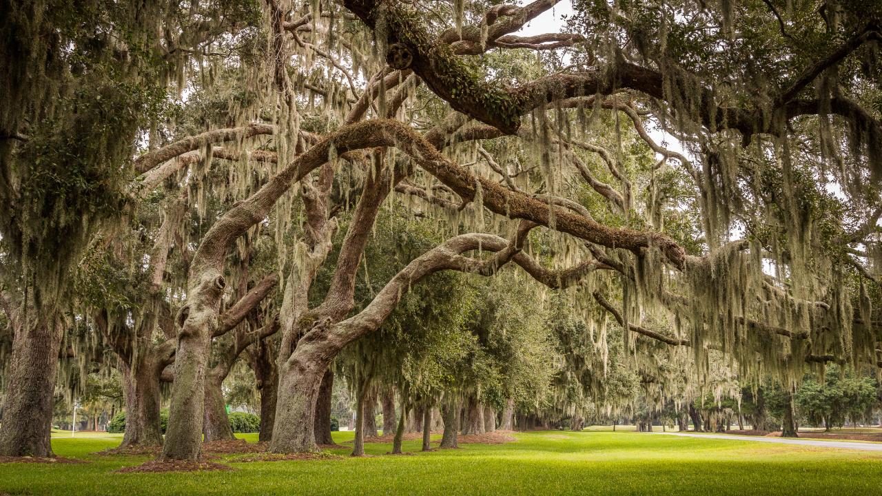 Spanish moss oak trees in the Golden Isles, Georgia